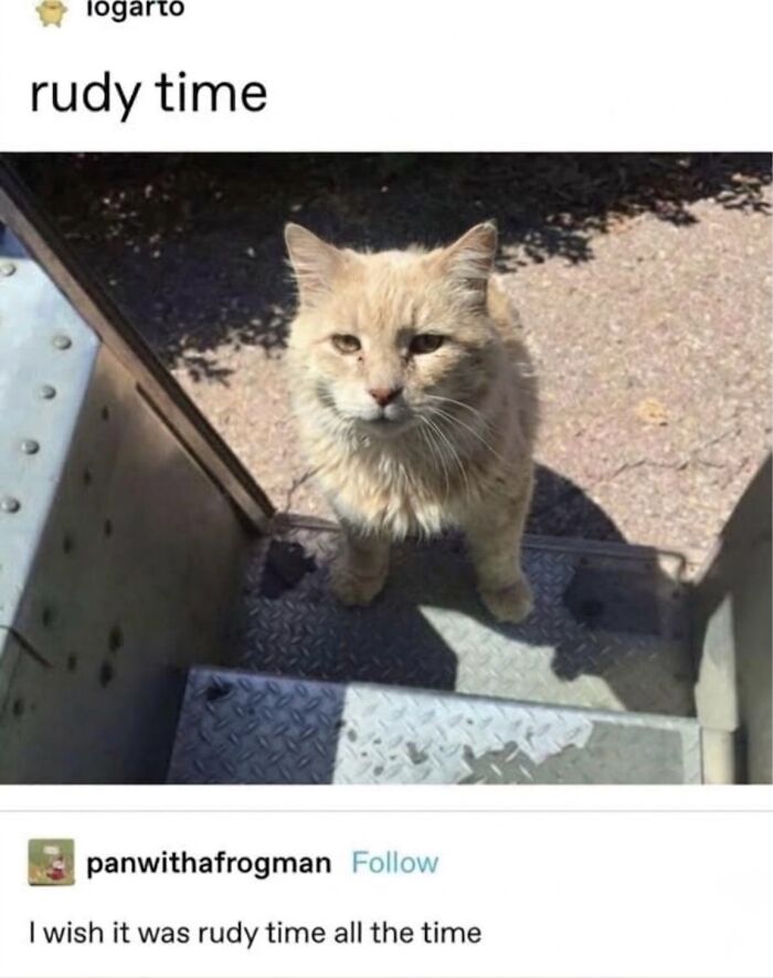 This Page With Over 3 Million Followers Shares The Funniest Cat Memes That Instantly Boost Your Mood (50 Pics)