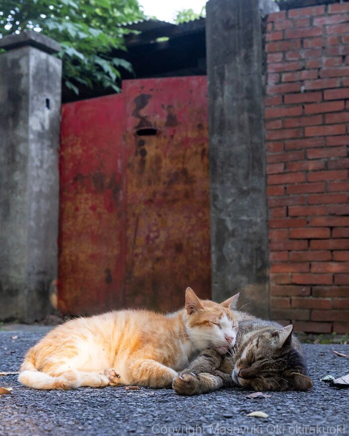 This Japanese Photographer Captures Street Cats Living Like Tiny Drama Queens, And Every Photo Feels Like A Movie Scene (50 Pics)