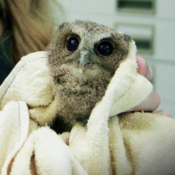 People Can’t Stop Smiling At These Adorably Wrapped Rescue Owls From A Wildlife Rehabilitation Center (40 New Pics)