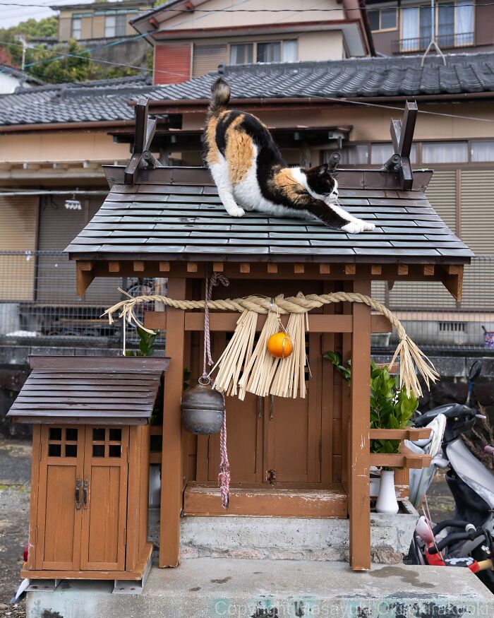 This Japanese Photographer Captures Street Cats Living Like Tiny Drama Queens, And Every Photo Feels Like A Movie Scene (50 Pics)