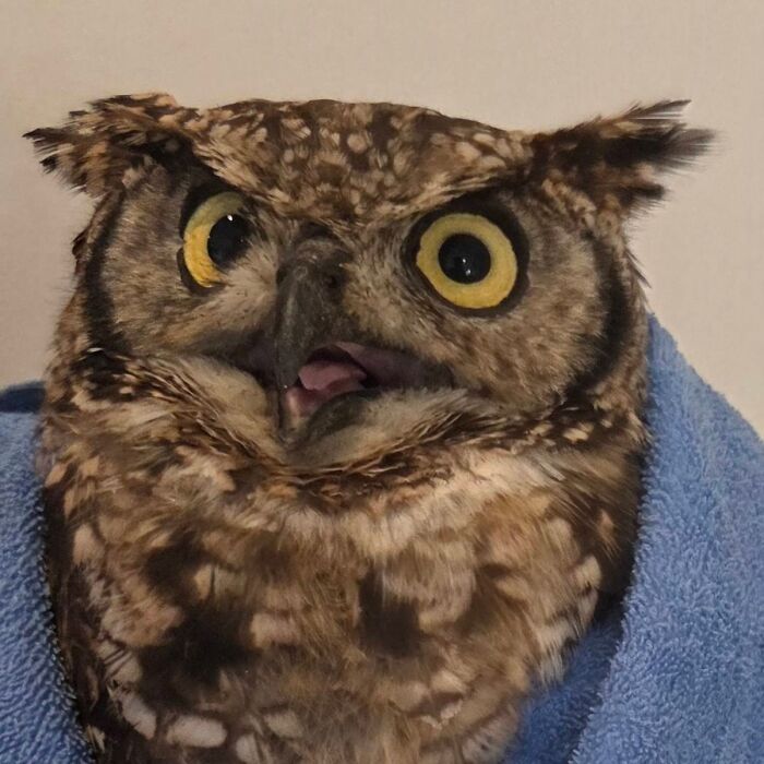People Can’t Stop Smiling At These Adorably Wrapped Rescue Owls From A Wildlife Rehabilitation Center (40 New Pics)