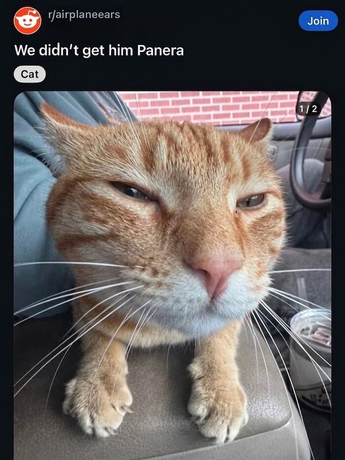 This Page With Over 3 Million Followers Shares The Funniest Cat Memes That Instantly Boost Your Mood (50 Pics)
