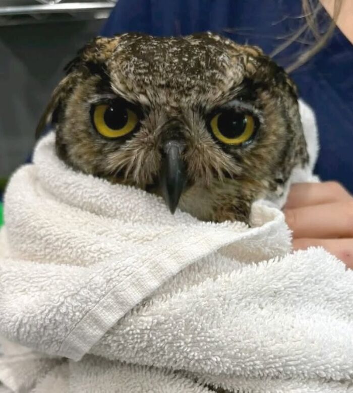 People Can’t Stop Smiling At These Adorably Wrapped Rescue Owls From A Wildlife Rehabilitation Center (40 New Pics)