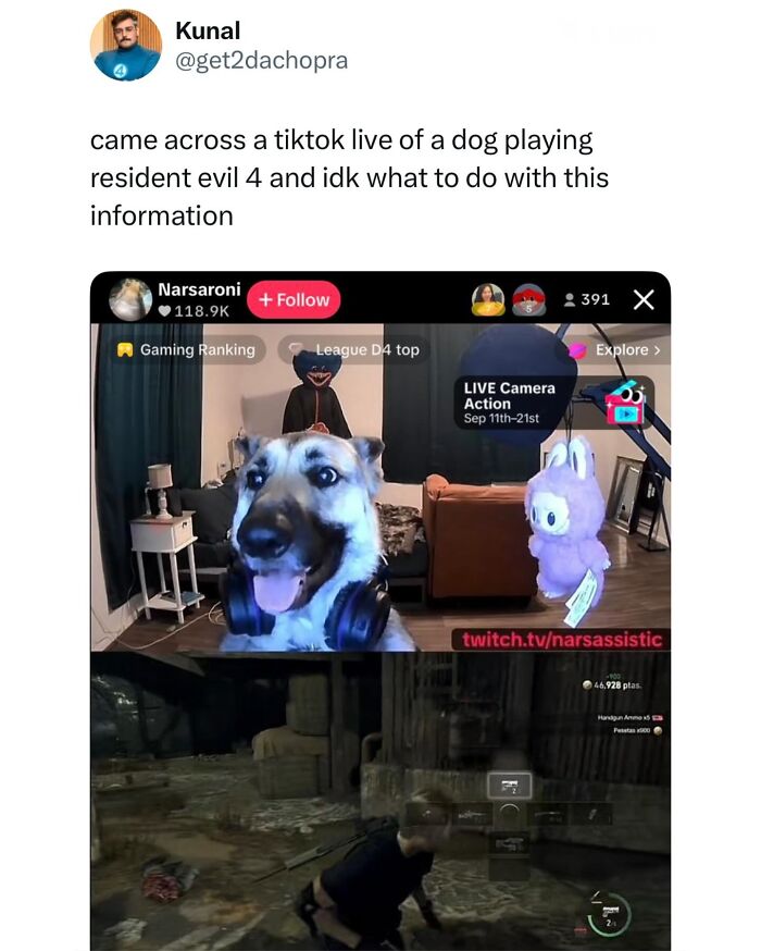 These Dog Memes Perfectly Capture The Chaos, Wholesomeness, And Pure Randomness Of Life With Dogs