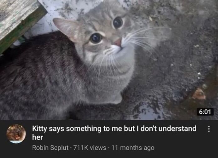 50 Cat Memes That Feel Like They Were Created By Sleep Deprived Internet Geniuses