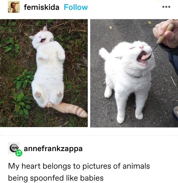 50 Cat Memes That Feel Like They Were Created By Sleep Deprived Internet Geniuses