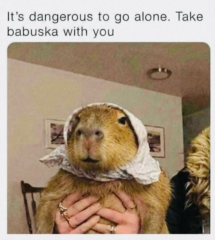 40 Funny And Wholesome Capybara Memes That Perfectly Capture The Internet’s Obsession With These Chill Animals