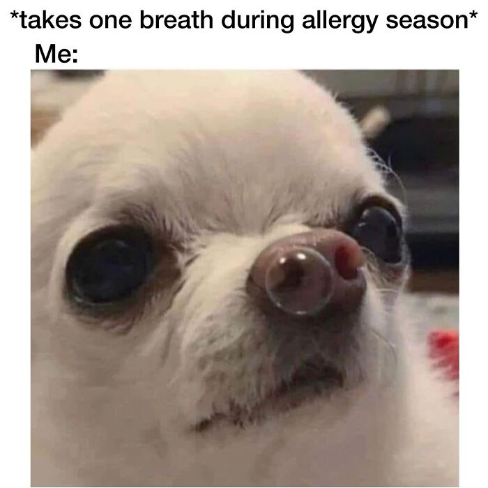 These Dog Memes Perfectly Capture The Chaos, Wholesomeness, And Pure Randomness Of Life With Dogs