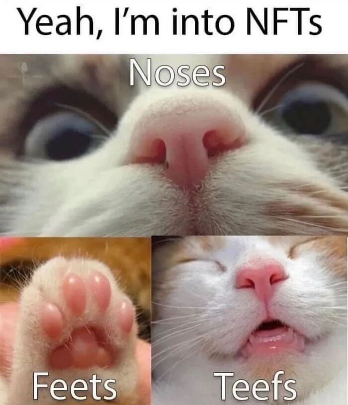 50 Cat Memes That Feel Like They Were Created By Sleep Deprived Internet Geniuses