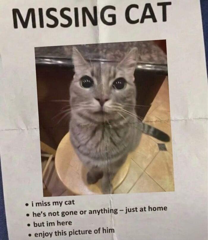 This Page With Over 3 Million Followers Shares The Funniest Cat Memes That Instantly Boost Your Mood (50 Pics)