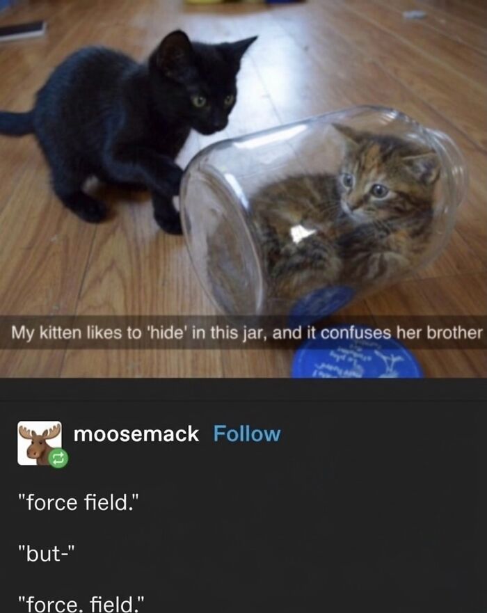 This Page With Over 3 Million Followers Shares The Funniest Cat Memes That Instantly Boost Your Mood (50 Pics)