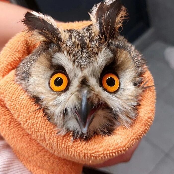 People Can’t Stop Smiling At These Adorably Wrapped Rescue Owls From A Wildlife Rehabilitation Center (40 New Pics)