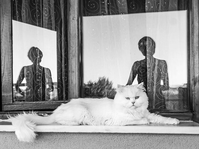 These Beautiful Cat Photos Capture Quiet Moments Most People Walk Past (37 Pics)