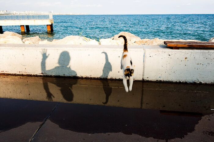 These Beautiful Cat Photos Capture Quiet Moments Most People Walk Past (37 Pics)