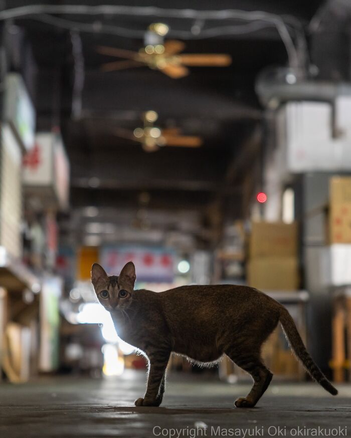 This Japanese Photographer Captures Street Cats Living Like Tiny Drama Queens, And Every Photo Feels Like A Movie Scene (50 Pics)