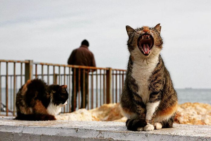 These Beautiful Cat Photos Capture Quiet Moments Most People Walk Past (37 Pics)