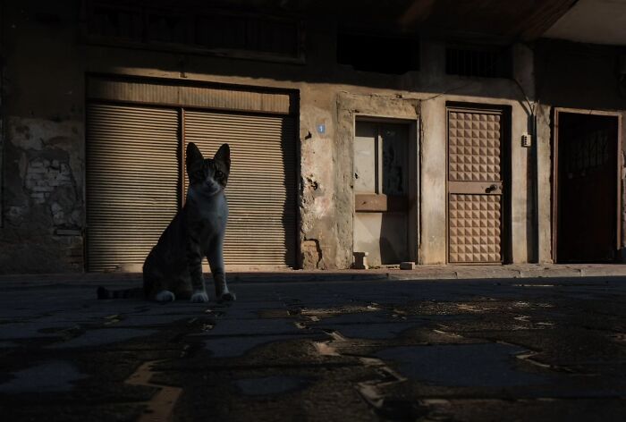 These Beautiful Cat Photos Capture Quiet Moments Most People Walk Past (37 Pics)