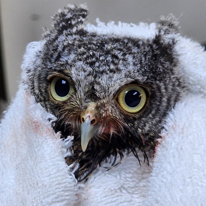 People Can’t Stop Smiling At These Adorably Wrapped Rescue Owls From A Wildlife Rehabilitation Center (40 New Pics)
