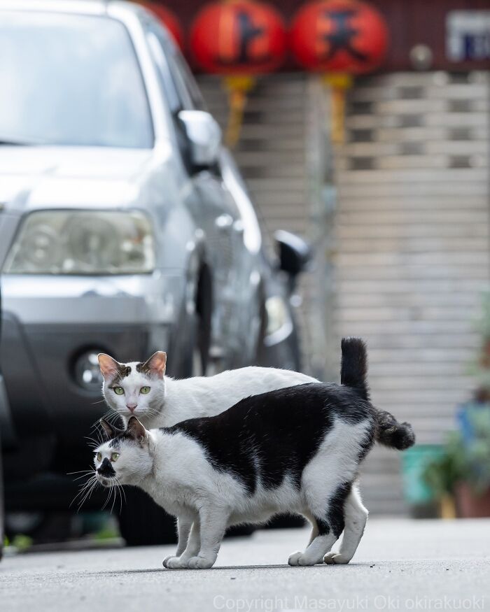 This Japanese Photographer Captures Street Cats Living Like Tiny Drama Queens, And Every Photo Feels Like A Movie Scene (50 Pics)