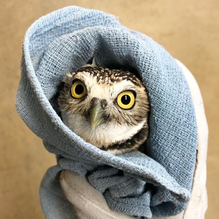 People Can’t Stop Smiling At These Adorably Wrapped Rescue Owls From A Wildlife Rehabilitation Center (40 New Pics)