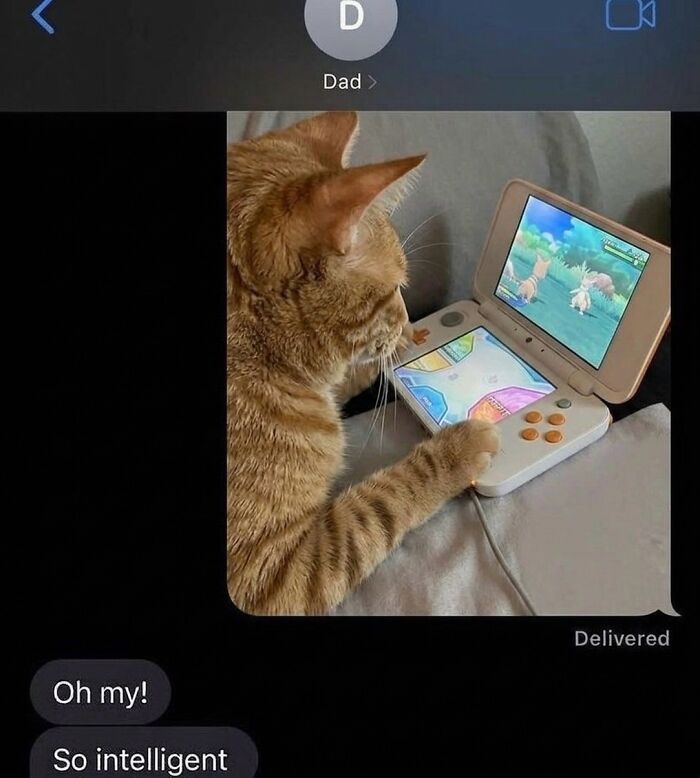 This Page With Over 3 Million Followers Shares The Funniest Cat Memes That Instantly Boost Your Mood (50 Pics)