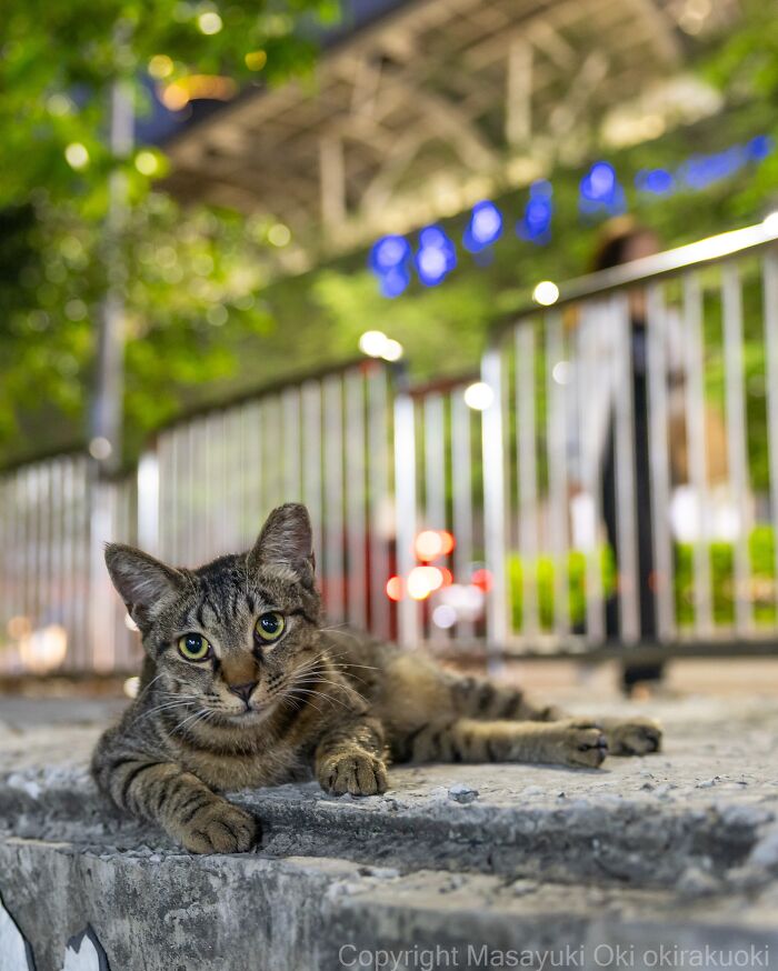 This Japanese Photographer Captures Street Cats Living Like Tiny Drama Queens, And Every Photo Feels Like A Movie Scene (50 Pics)