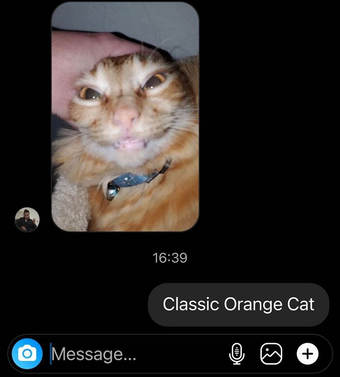 50 Cat Memes That Feel Like They Were Created By Sleep Deprived Internet Geniuses