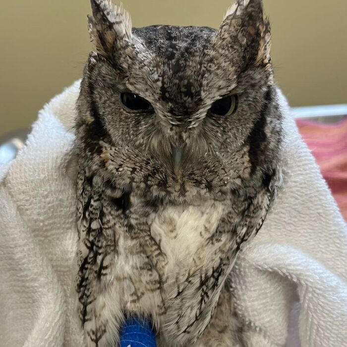 People Can’t Stop Smiling At These Adorably Wrapped Rescue Owls From A Wildlife Rehabilitation Center (40 New Pics)