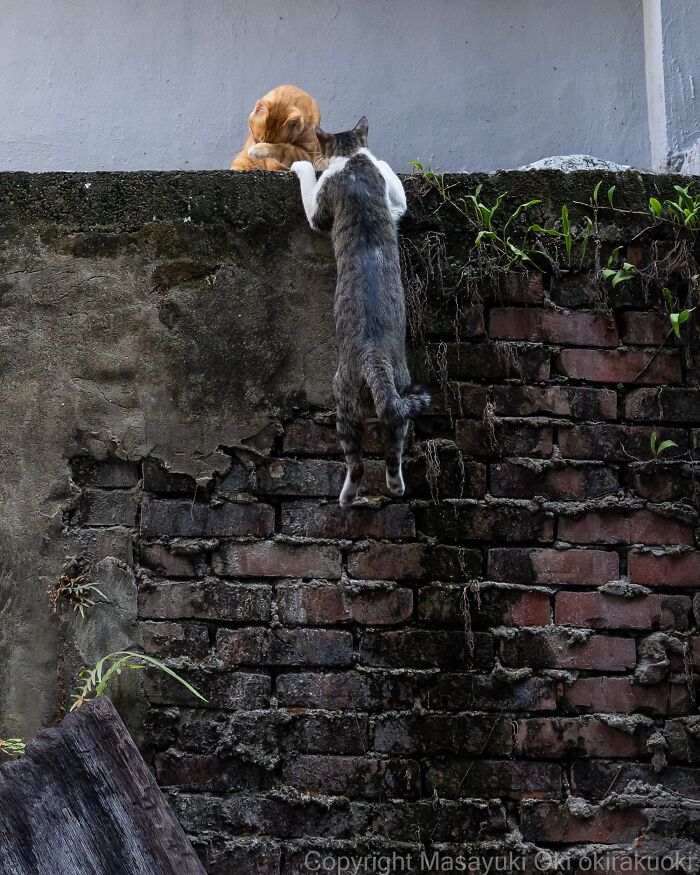 This Japanese Photographer Captures Street Cats Living Like Tiny Drama Queens, And Every Photo Feels Like A Movie Scene (50 Pics)