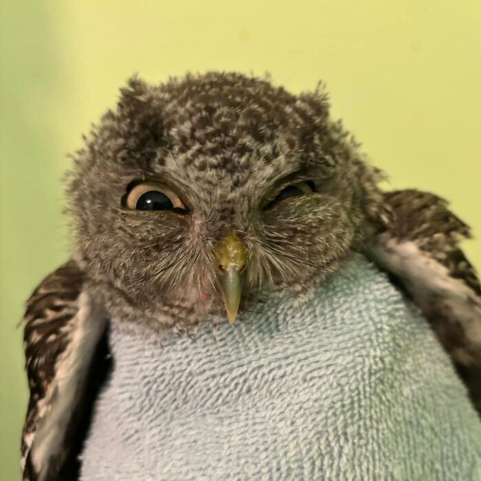 People Can’t Stop Smiling At These Adorably Wrapped Rescue Owls From A Wildlife Rehabilitation Center (40 New Pics)