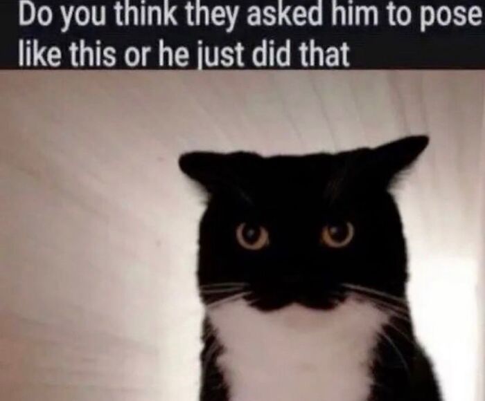 50 Cat Memes That Feel Like They Were Created By Sleep Deprived Internet Geniuses
