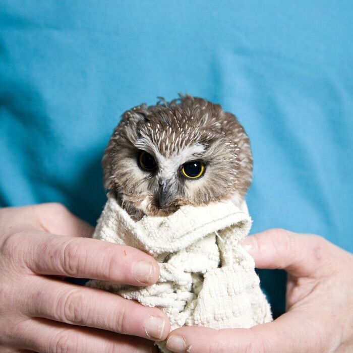 People Can’t Stop Smiling At These Adorably Wrapped Rescue Owls From A Wildlife Rehabilitation Center (40 New Pics)