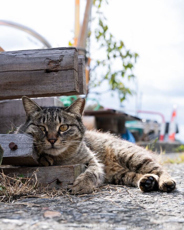 This Japanese Photographer Captures Street Cats Living Like Tiny Drama Queens, And Every Photo Feels Like A Movie Scene (50 Pics)