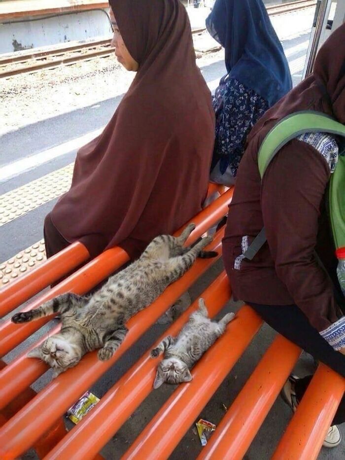 This Page With Over 3 Million Followers Shares The Funniest Cat Memes That Instantly Boost Your Mood (50 Pics)