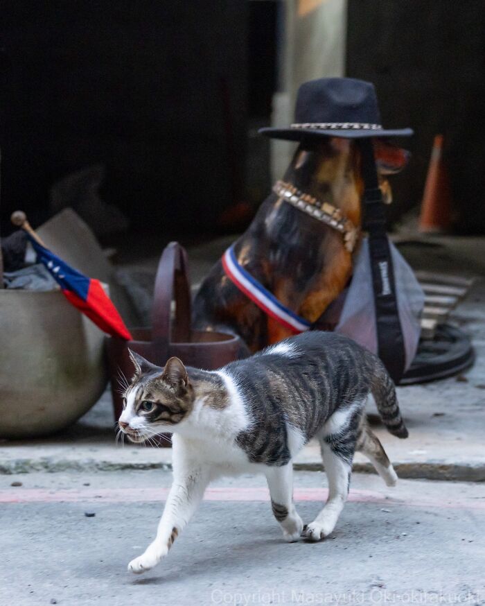 This Japanese Photographer Captures Street Cats Living Like Tiny Drama Queens, And Every Photo Feels Like A Movie Scene (50 Pics)