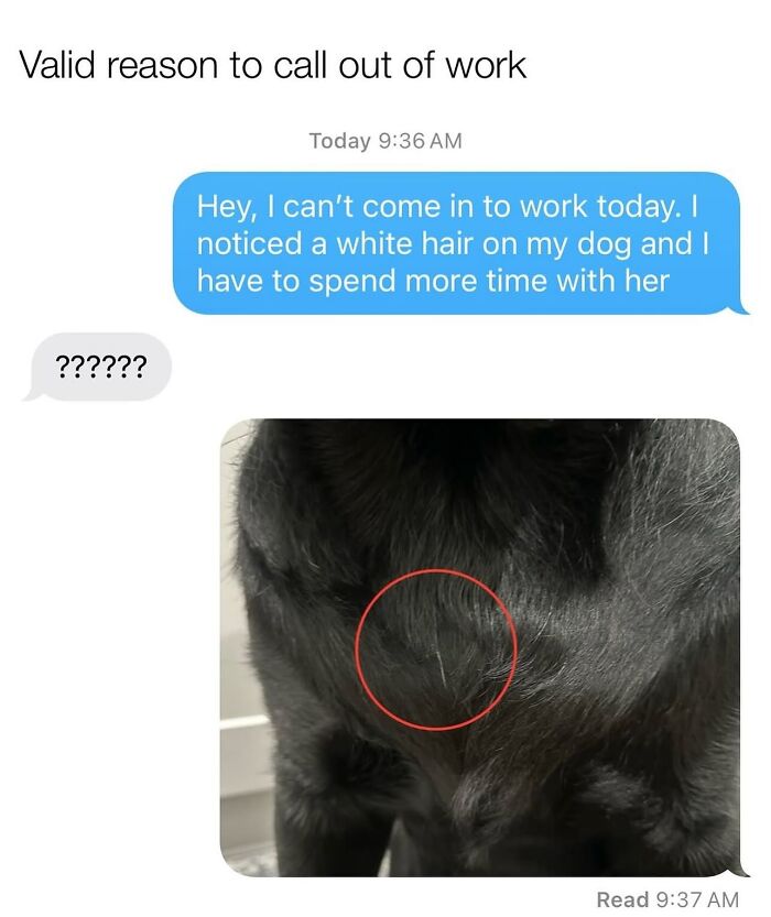 These Dog Memes Perfectly Capture The Chaos, Wholesomeness, And Pure Randomness Of Life With Dogs