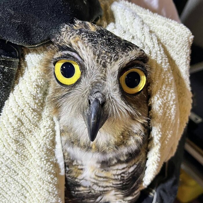 People Can’t Stop Smiling At These Adorably Wrapped Rescue Owls From A Wildlife Rehabilitation Center (40 New Pics)
