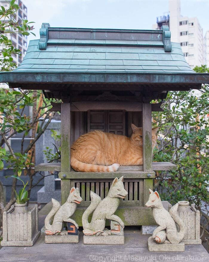 This Japanese Photographer Captures Street Cats Living Like Tiny Drama Queens, And Every Photo Feels Like A Movie Scene (50 Pics)