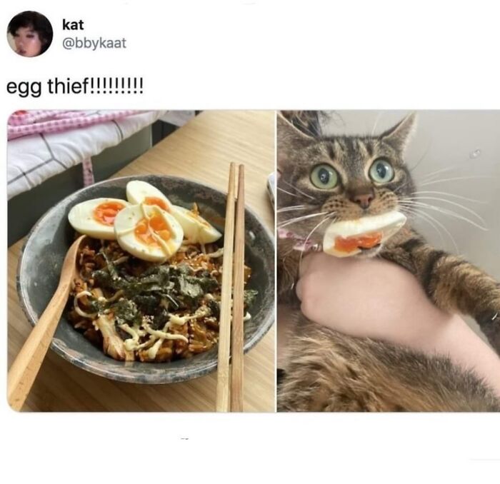 50 Cat Memes That Feel Like They Were Created By Sleep Deprived Internet Geniuses