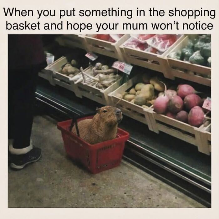 40 Funny And Wholesome Capybara Memes That Perfectly Capture The Internet’s Obsession With These Chill Animals