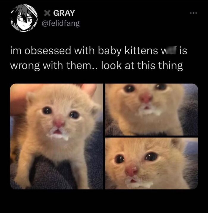 50 Cat Memes That Feel Like They Were Created By Sleep Deprived Internet Geniuses