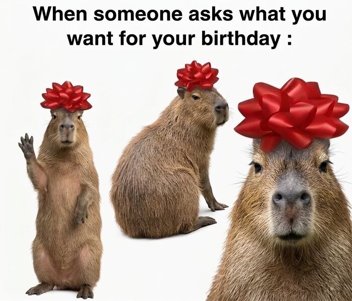 40 Funny And Wholesome Capybara Memes That Perfectly Capture The Internet’s Obsession With These Chill Animals