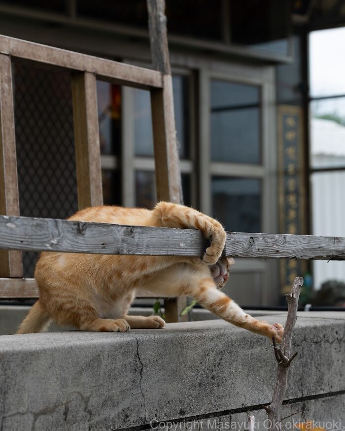 This Japanese Photographer Captures Street Cats Living Like Tiny Drama Queens, And Every Photo Feels Like A Movie Scene (50 Pics)
