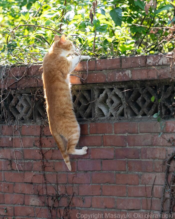 This Japanese Photographer Captures Street Cats Living Like Tiny Drama Queens, And Every Photo Feels Like A Movie Scene (50 Pics)