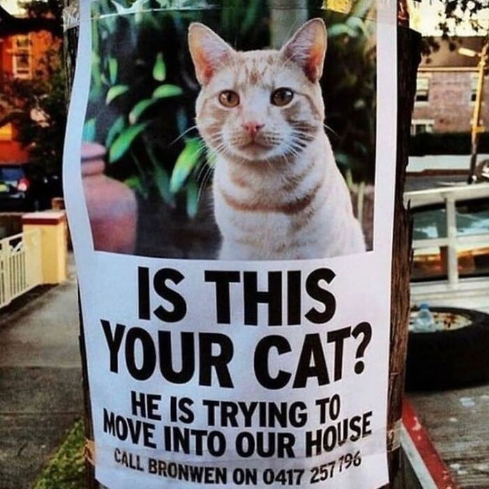 50 Cat Memes That Feel Like They Were Created By Sleep Deprived Internet Geniuses