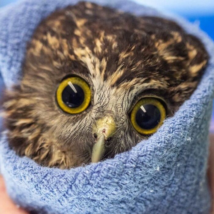People Can’t Stop Smiling At These Adorably Wrapped Rescue Owls From A Wildlife Rehabilitation Center (40 New Pics)