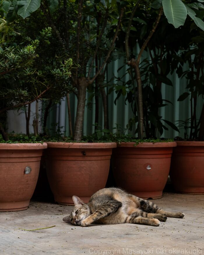 This Japanese Photographer Captures Street Cats Living Like Tiny Drama Queens, And Every Photo Feels Like A Movie Scene (50 Pics)