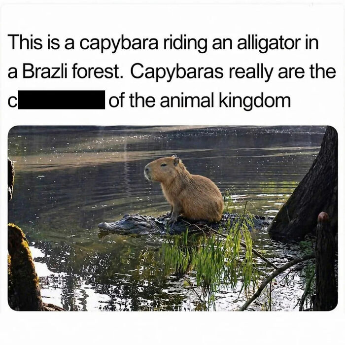 40 Funny And Wholesome Capybara Memes That Perfectly Capture The Internet’s Obsession With These Chill Animals