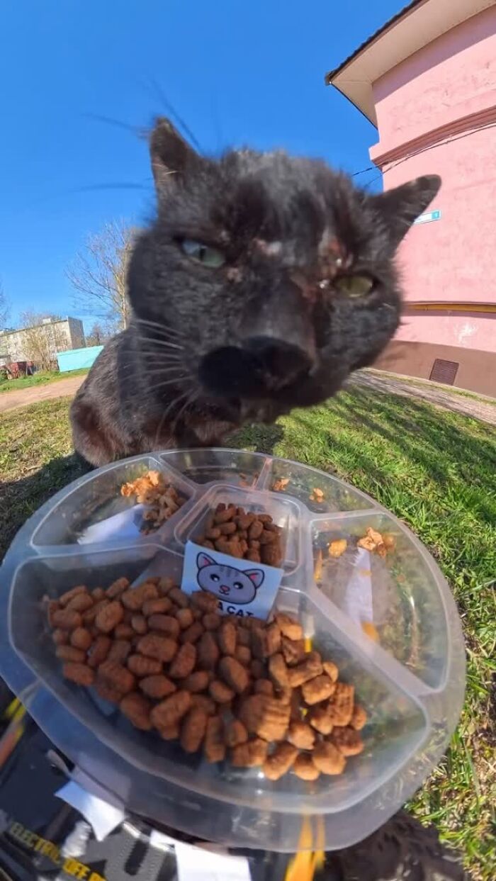 This Guy Uses A Drone And An Rc Car To Feed Stray Animals, And The Results Are Surprisingly Heartwarming