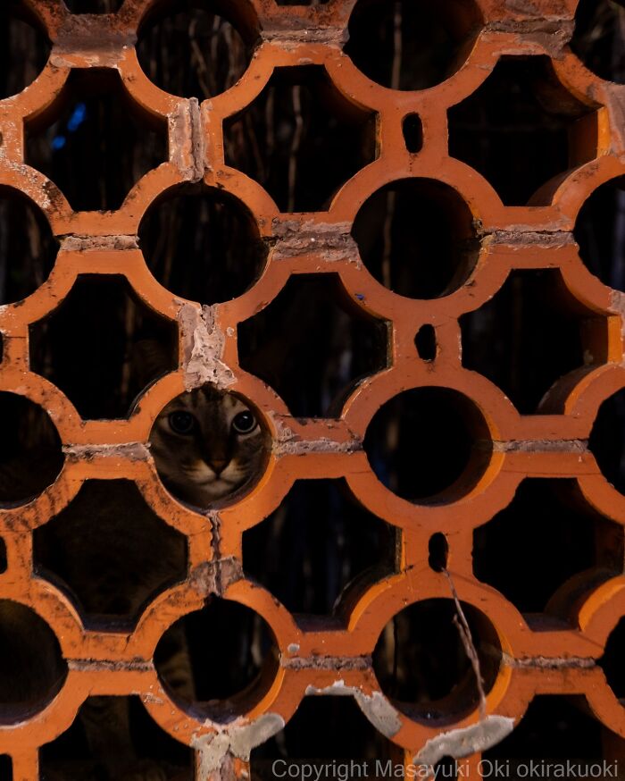 This Japanese Photographer Captures Street Cats Living Like Tiny Drama Queens, And Every Photo Feels Like A Movie Scene (50 Pics)